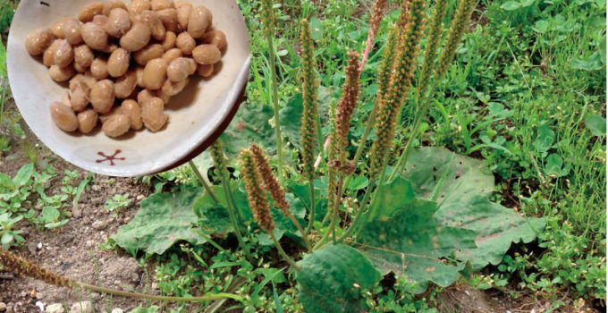 庭に生えているオオバコで納豆を作る 自家製納豆その3 心穏やか体健やか 林の中の象